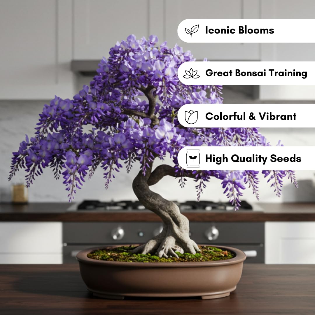 Amazon.com : 5 Purple Wisteria Vine Plants – Approx. 12